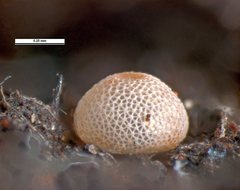 Acrodipsas myrmecophila