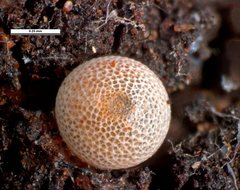 Acrodipsas myrmecophila