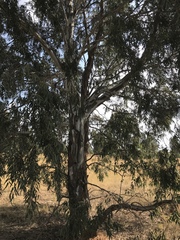 Eucalyptus camaldulensis