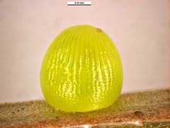 Heteronympha cordace