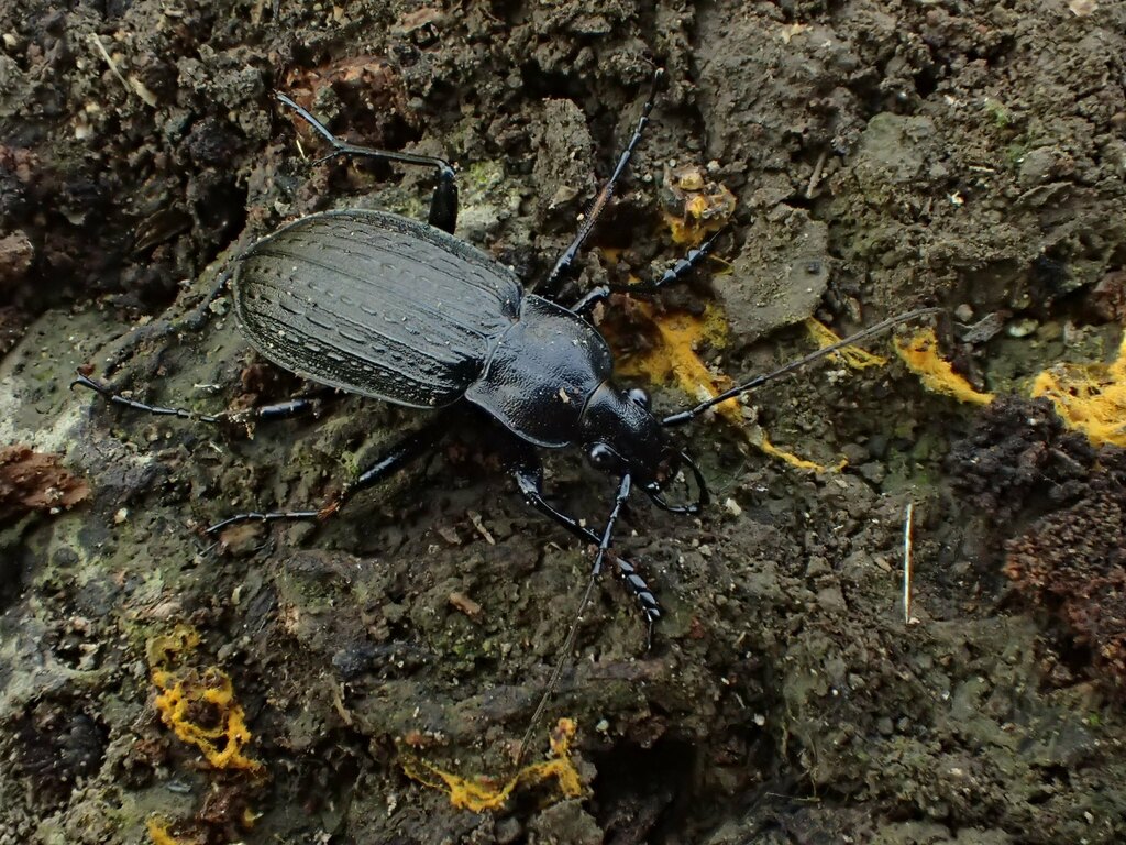 Granulated Ground Beetle