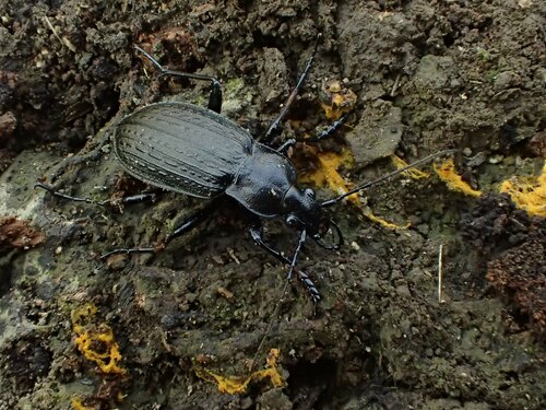 Granulated Ground Beetle