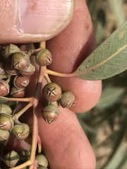 Eucalyptus camaldulensis