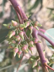 Eucalyptus camaldulensis