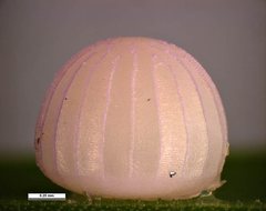 Trapezites phigalioides