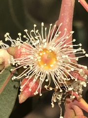 Eucalyptus camaldulensis