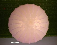 Trapezites phigalioides