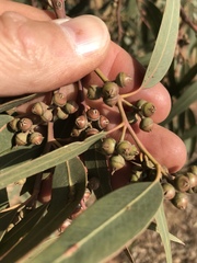 Eucalyptus camaldulensis