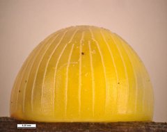 Hesperilla trimaculata