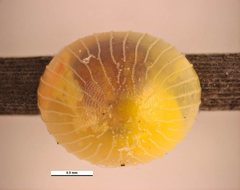 Hesperilla trimaculata