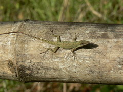 Anolis festae