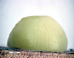 Hesperilla flavescens