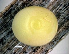 Hesperilla flavescens