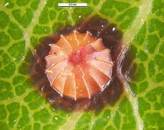 Netrocoryne repanda