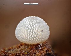 Acrodipsas brisbanensis