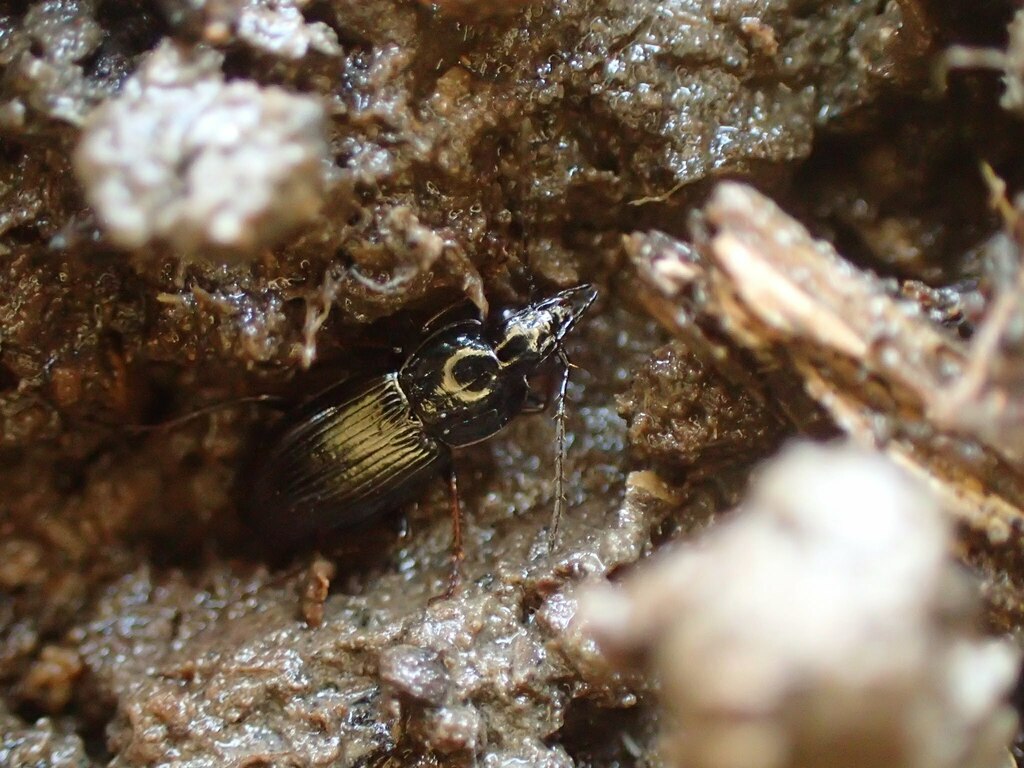 コホソナガゴミムシ