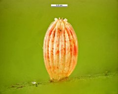 Elodina