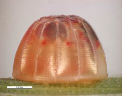 Toxidia parvula