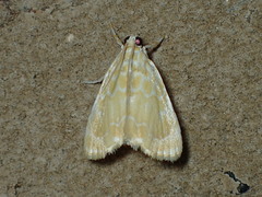 Glaphyria glaphyralis