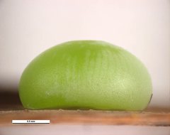 Hesperilla chrysotricha