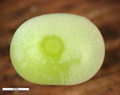 Hesperilla chrysotricha