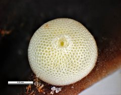Eirmocides margarita