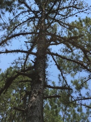 Pinus glabra