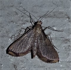 Endotricha pyrosalis