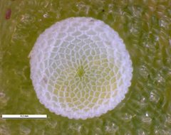 Theclinesthes sulpitius