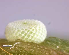 Theclinesthes sulpitius