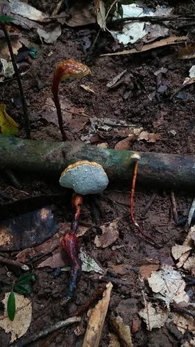 Haddowia longipes