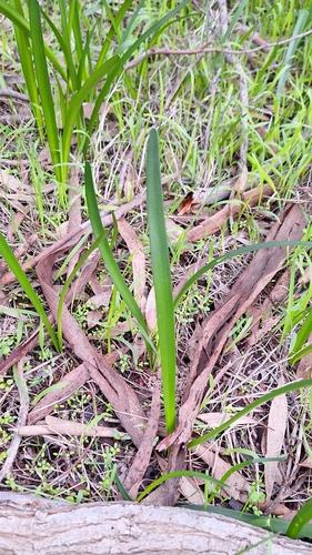 Image of Calostemma purpureum by no rights reserved