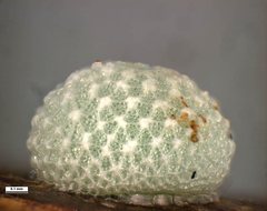 Pseudalmenus chlorinda