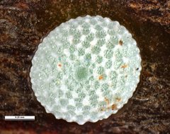 Pseudalmenus chlorinda