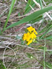 Lithospermum caroliniense