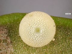 Paralucia spinifera