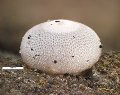 Ogyris abrota