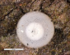 Ogyris abrota