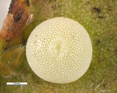 Paralucia pyrodiscus