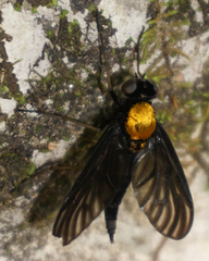 Chrysopilus davisi
