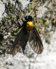 Chrysopilus davisi