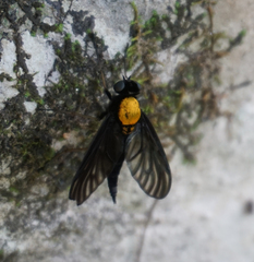 Chrysopilus davisi