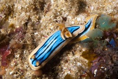 Chromodoris hamiltoni