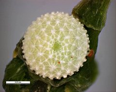 Eirmocides consimilis
