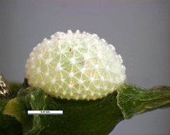 Eirmocides consimilis