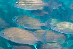 Pomadasys striatus