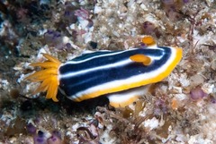 Chromodoris africana