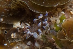 Phyllodesmium macphersonae