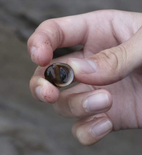 Neritina pulligera observed 2023-12-24