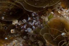 Phyllodesmium macphersonae